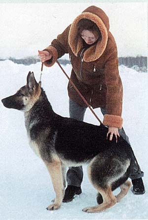 ����������� ��������-����������� �������, ���� �����