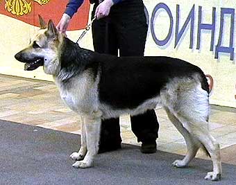 ��������-����������� �������