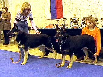 �������� ����������� �������