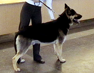 �����-����-�����