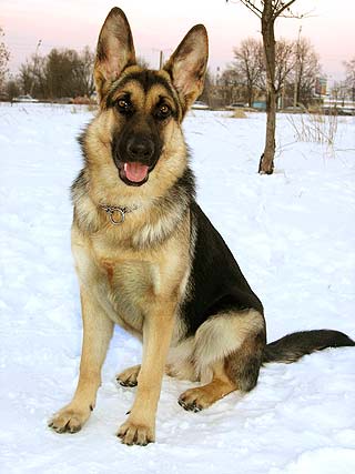 �������� �������