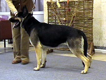 ��������-����������� ������� �����