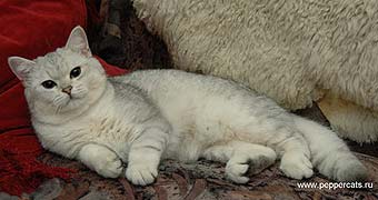 ���������� ������� Kay Peppercats