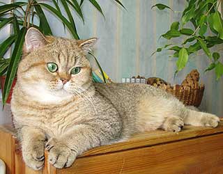 ���������� ��������������� ��� Golden-Ivanhoe vom Goldenen Winkel