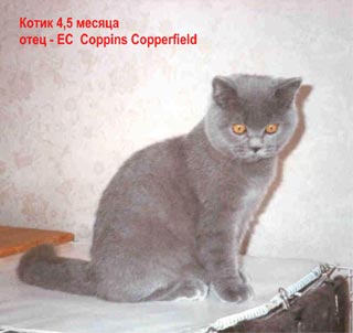 Foto ���������� �������