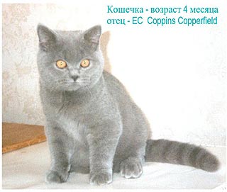 Foto ���������� �������