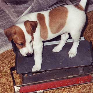 ���� ������ ������ - �����.