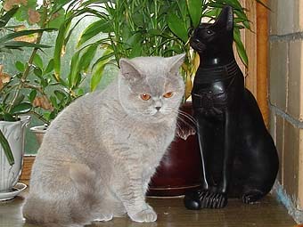 Deniza Bastet-a-tet BRI j.