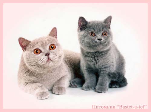 <�������� ��������� BASTET-A-TET.