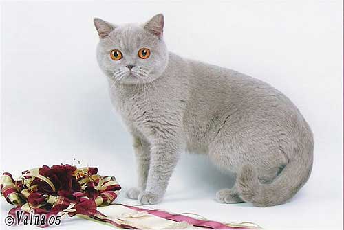 GGCH Baby Best Lilac Flover Bastet-a-tet BRI c.