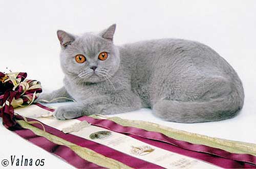GGCH Baby Best Lilac Flover Bastet-a-tet BRI c.