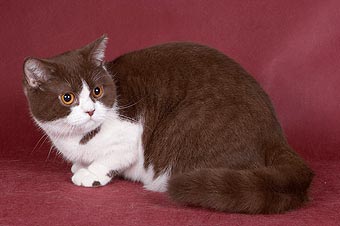 Babochka Bastet-a-tet.