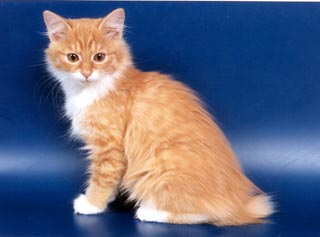 ���������� �������