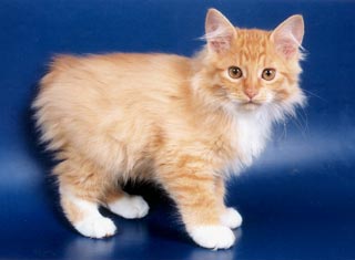 ���������� �������