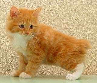 ���������� �������