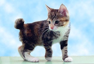 ���������� �������