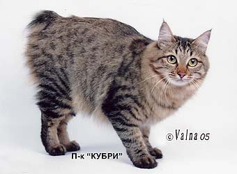 ���������� �������