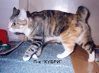 ���������� �������