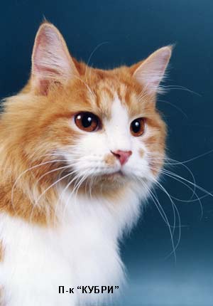 ���������� �������������� (�������)