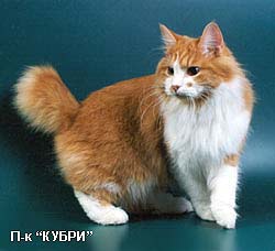 ���������� �������������� (�������)