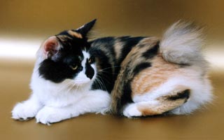 ���������� �������