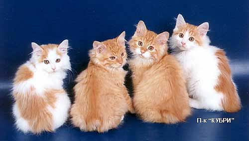 ������ - ���������� ��������