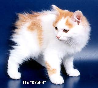 ���������� �������