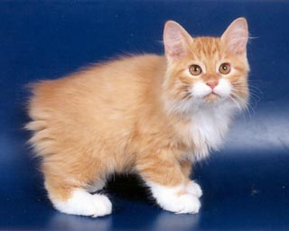 ���������� �������������� (�������)