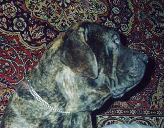 ���� ���������� Z'Brabus - ������� ������.