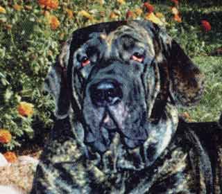 ���� ���������� Z'Brabus - ������� ������.