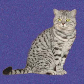   Gr.I.Ch Sargenta Silver Ludovic