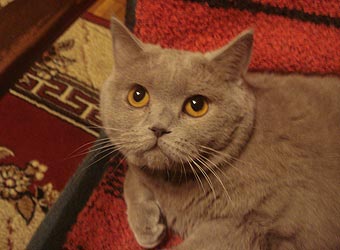 ���������� �����