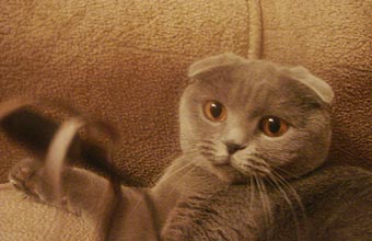 ����������� ��������� �����