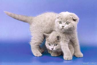 ���������� �������