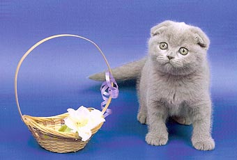 ���������� �������