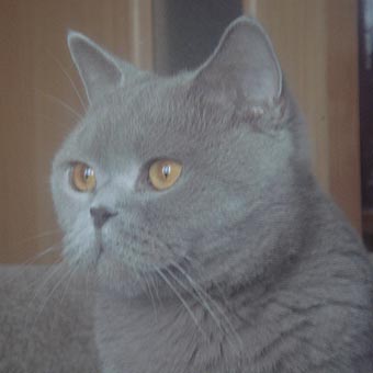 ���������� �����