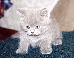 ���������� �������