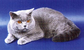 ������� ���� Alex Blue Bel