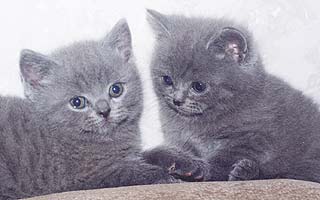 ���������� ������