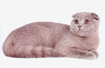 Gr.E.Ch. Ckhristofer Alladin Magestic BRI a