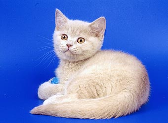 ���������� �������