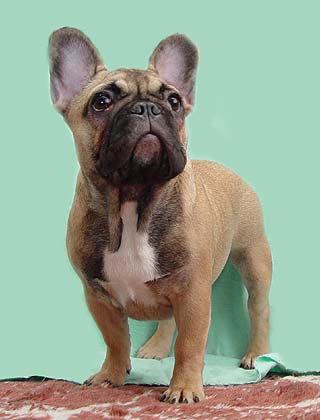 ����������� �������.