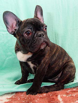 ����������� �������.