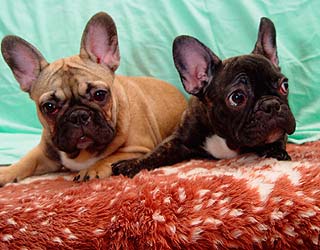 ����������� �������.