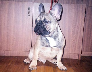 ����������� �������.