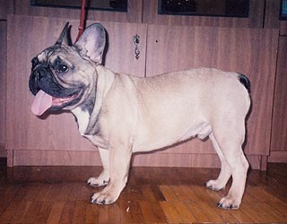 ����������� �������.