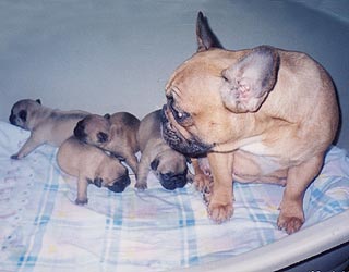 ����������� �������.