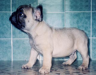 ����������� �������.