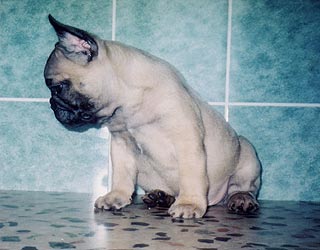 ����������� �������.