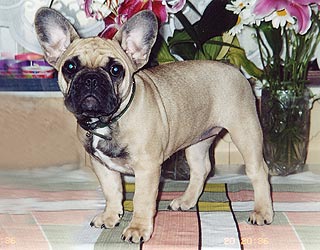 ����������� �������.